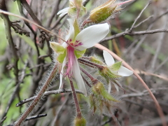 Pelargonium tomentosum