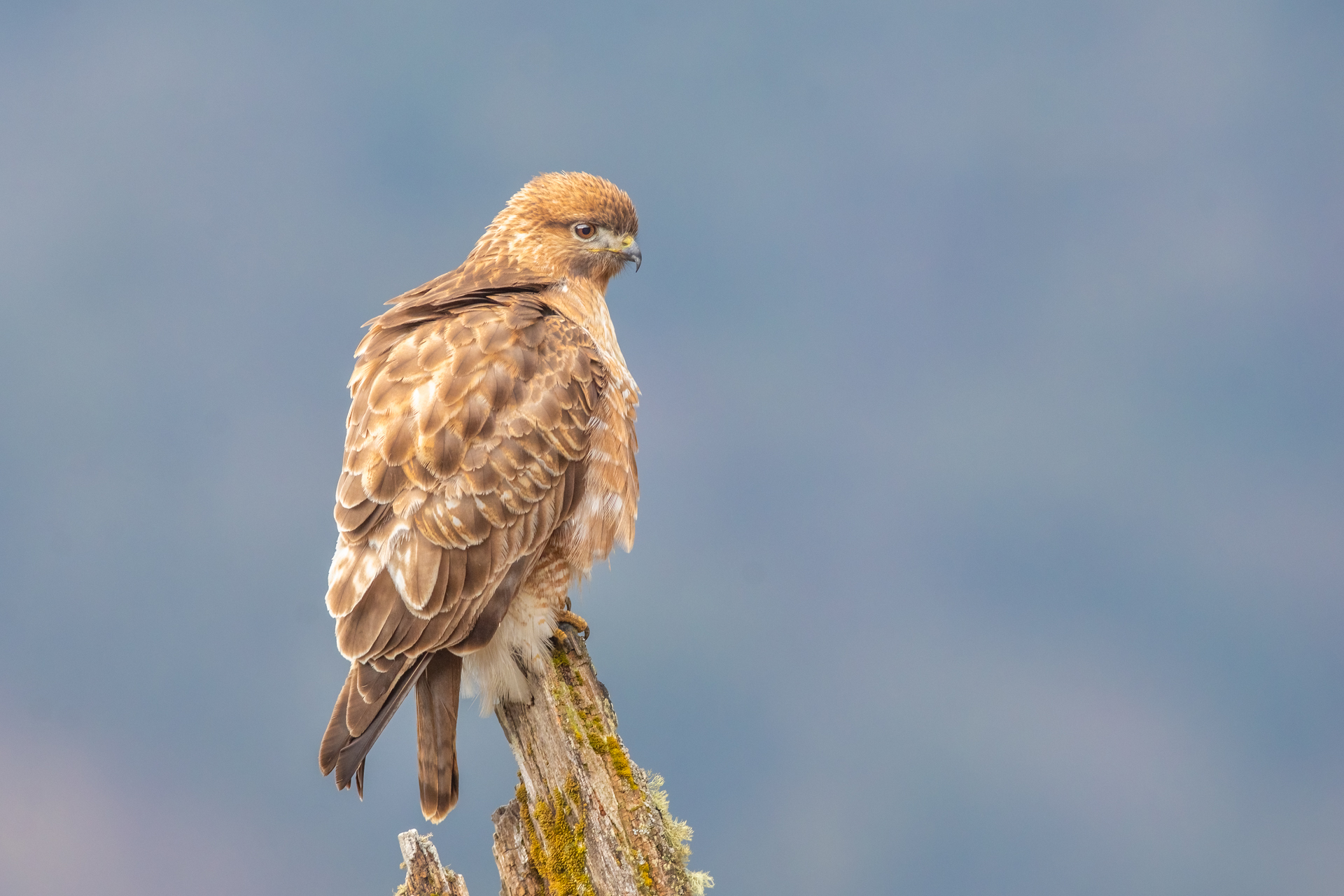 Himalayan Buzzard (Buteo refectus)