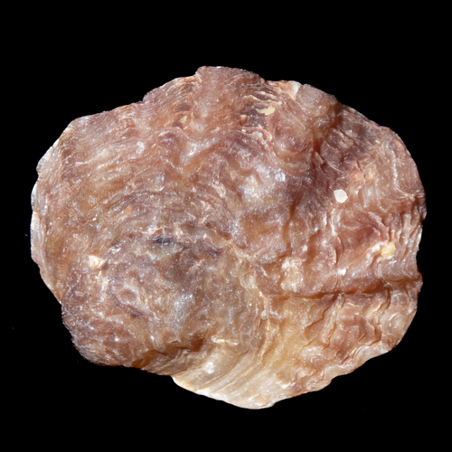 Dendostrea folium observed 2025-10-27