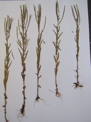 Epilobium leptophyllum