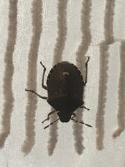 Holcostethus sphacelatus