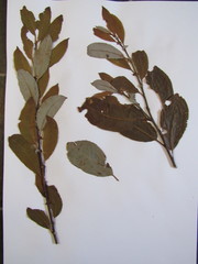 Salix myricoides
