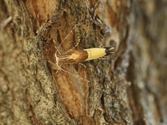 Labdia deliciosella