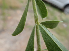 Psoralea spicata