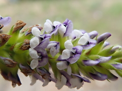 Psoralea spicata