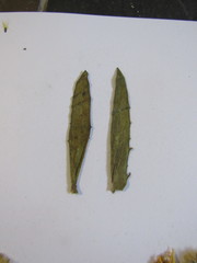 Media resource of Hieracium umbellatum