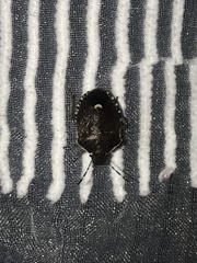 Holcostethus sphacelatus