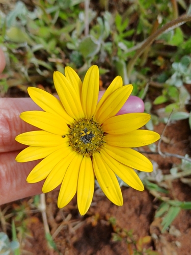 Flat African Daisy (Arctotis acaulis)