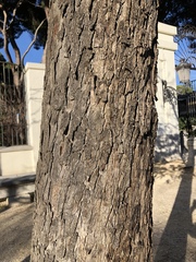 Aesculus hippocastanum