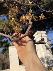 Aesculus hippocastanum