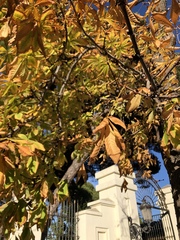 Aesculus hippocastanum