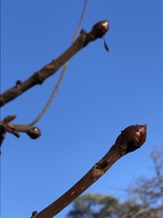 Aesculus hippocastanum