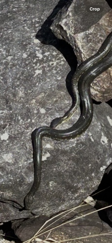 Diamond Python sighting