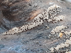 Merismodes anomala