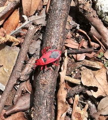 Probergrothius sanguinolens