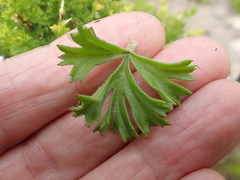 Pelargonium ternatum
