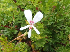 Pelargonium ternatum