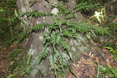 Lecanopteris scandens, photograph Joe Dillon, CC BY, iNaturalist via GBIF