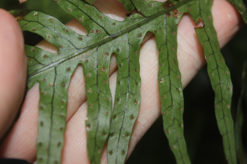 Lecanopteris scandens, photograph 5