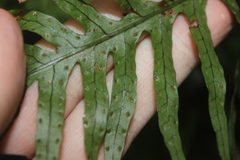 Lecanopteris scandens, photograph Joe Dillon, CC BY, iNaturalist via GBIF