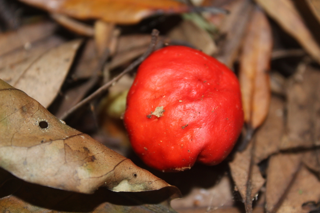 Leratiomyces erythrocephalus · October 2025 · photo: © joedillon (iNaturalist, cc-by)