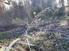 Phragmites australis