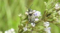 Heterogaster cathariae