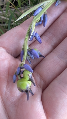 Dianella congesta, photograph 2