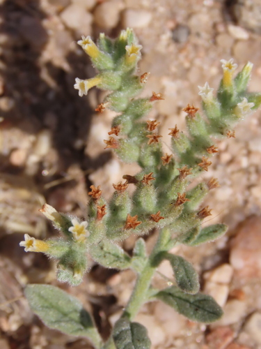 Namib String-of-Stars (Heliotropium oliverianum)