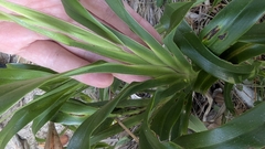 Dianella congesta, photograph (c) Alesha Teitzel, some rights reserved (CC BY)