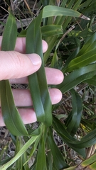 Dianella congesta, photograph (c) Alesha Teitzel, some rights reserved (CC BY)