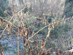 Phytolacca americana