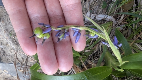 Dianella congesta, photograph 5