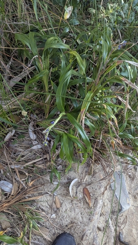 Dianella congesta, photograph 6