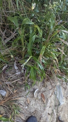 Dianella congesta, photograph (c) Alesha Teitzel, some rights reserved (CC BY)