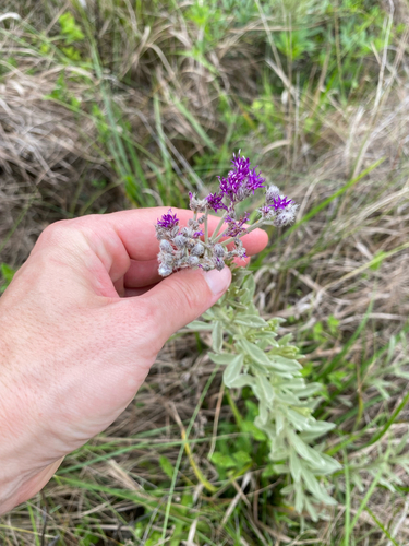 Hilliardiella aristata, photograph 5