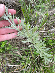 Hilliardiella aristata, photograph (c) Sunčana Bradley, some rights reserved (CC BY)