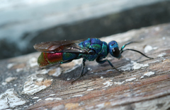 Chrysis fulgida