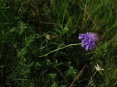 Scabiosa comosa