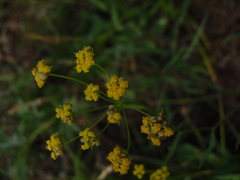 Bupleurum bicaule