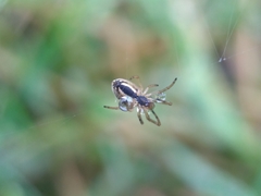 Tetragnatha pinicola