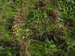 Bupleurum bicaule