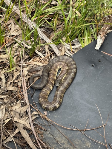 Tiger Snake sighting