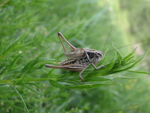 Bog Bush-cricket (Metrioptera brachyptera)