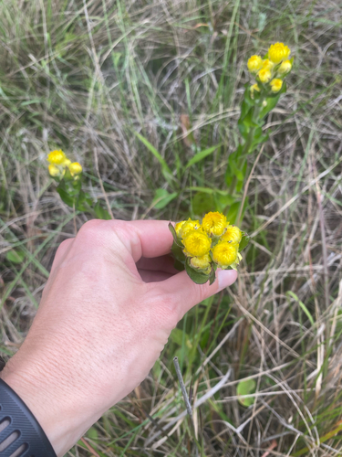 Weedy Everlasting (Helichrysum ruderale)