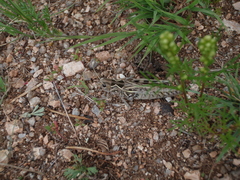 Arcyptera microptera