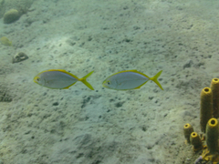Caranx bartholomaei