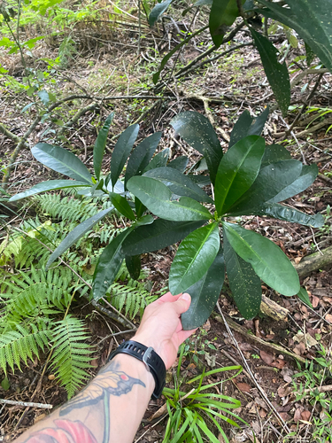 Wild Frangipani (Voacanga thouarsii)