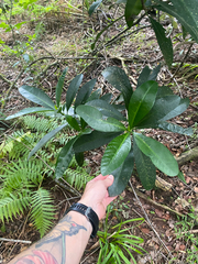 Voacanga thouarsii