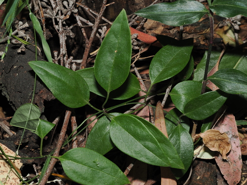 bearded tylophora (Vincetoxicum barbatum)